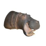 A TAXIDERMY HIPPO, REAL SKIN MOUNT (HIPPOPOTAMUS AMPHIBIUS)