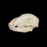 THE SKULL OF A BLACK BEAR (URSUS AMERICANUS)