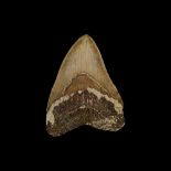 A LARGE SIX INCH FOSSILISED MEGALODON SHARK TOOTH