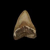 A LARGE SIX INCH FOSSILISED MEGALODON SHARK TOOTH