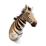 A TAXIDERMY SHOULDER MOUNT ZEBRA (EQUUS QUAGGA) BY SIMON 'THE STUFFA' WILSON