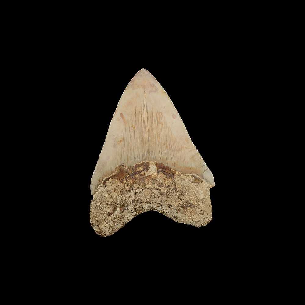 A FOSSILISED MEGALODON SHARK TOOTH - Image 2 of 2