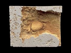 A FOSSILISED CRAB IN NATURAL TRAVERTINE, 400,000 YEARS OLD