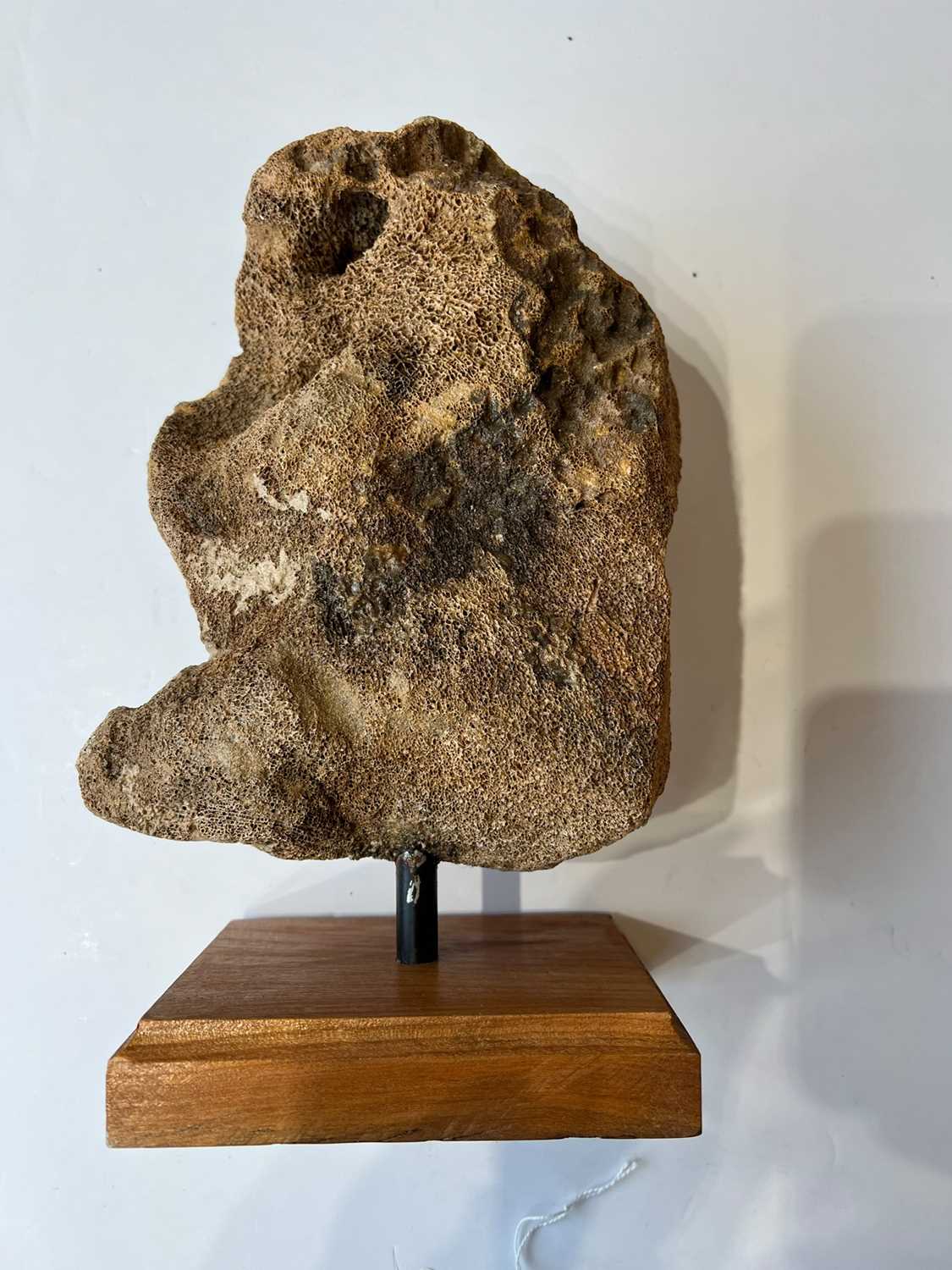 AN EXTINCT WOOLLY MAMMOTH HUMERUS HEAD BONE, 100,000 YEARS OLD - Image 3 of 3