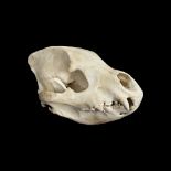 THE SKULL OF A SPOTTED HYENA (CROCUTA CROCUTA)