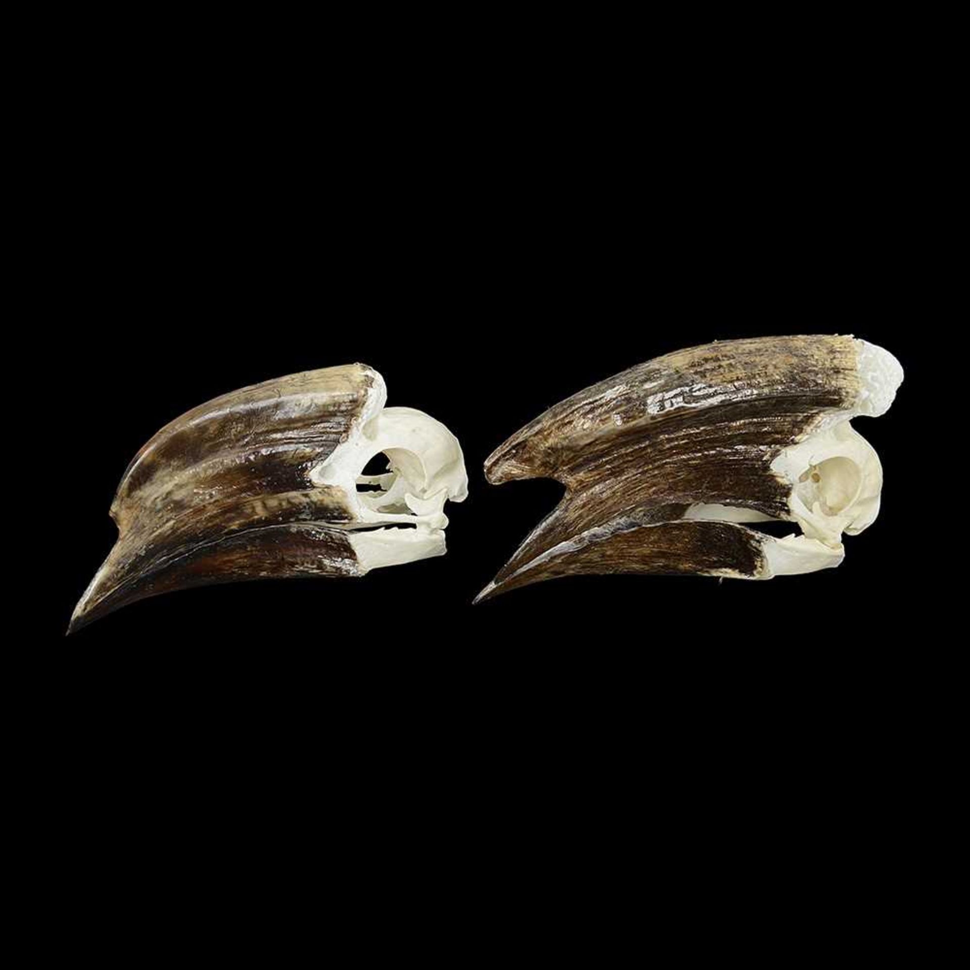 THE SKULLS OF A MALE AND FEMALE TRUMPETER HORNBILL (BYCANISTES BUCINATOR) - Bild 2 aus 2