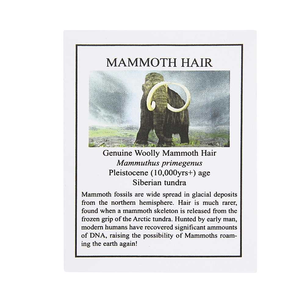 A JAR OF EXTINCT WOOLLY MAMMOTH (MAMMUTHUS PRIMIGENIUS) HAIR, 100,000 YEARS OLD - Image 2 of 2