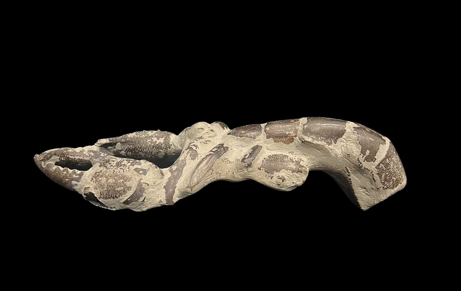 A LARGE FOSSILISED CRAYFISH, MIOCENE PERIOD, 12 MILLION YEARS OLD - Image 2 of 3