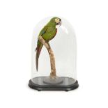 AN ANTIQUE TAXIDERMY CHESTNUT FRONTED MACAW (ARA SEVERUS) UNDER A GLASS DOME