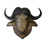 ROLAND WARD: A MUSEUM QUALITY TAXIDERMY BUFFALO HEAD DATED 1936