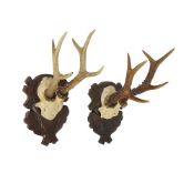 A PAIR OF BLACK FOREST ROE BUCK ANTLER SETS