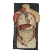 AN EARLY 20TH CENTURY PAPIER MACHE ANATOMICAL MODEL OF THE TORSO