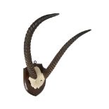 AN ANTIQUE SET OF WATERBUCK HORNS ATTRIBUTED TO EDWARD GERRARD