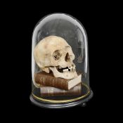 GREAT EXPECTATIONS: AN ANTIQUE HUMAN SKULL RESTING ON BOOKS
