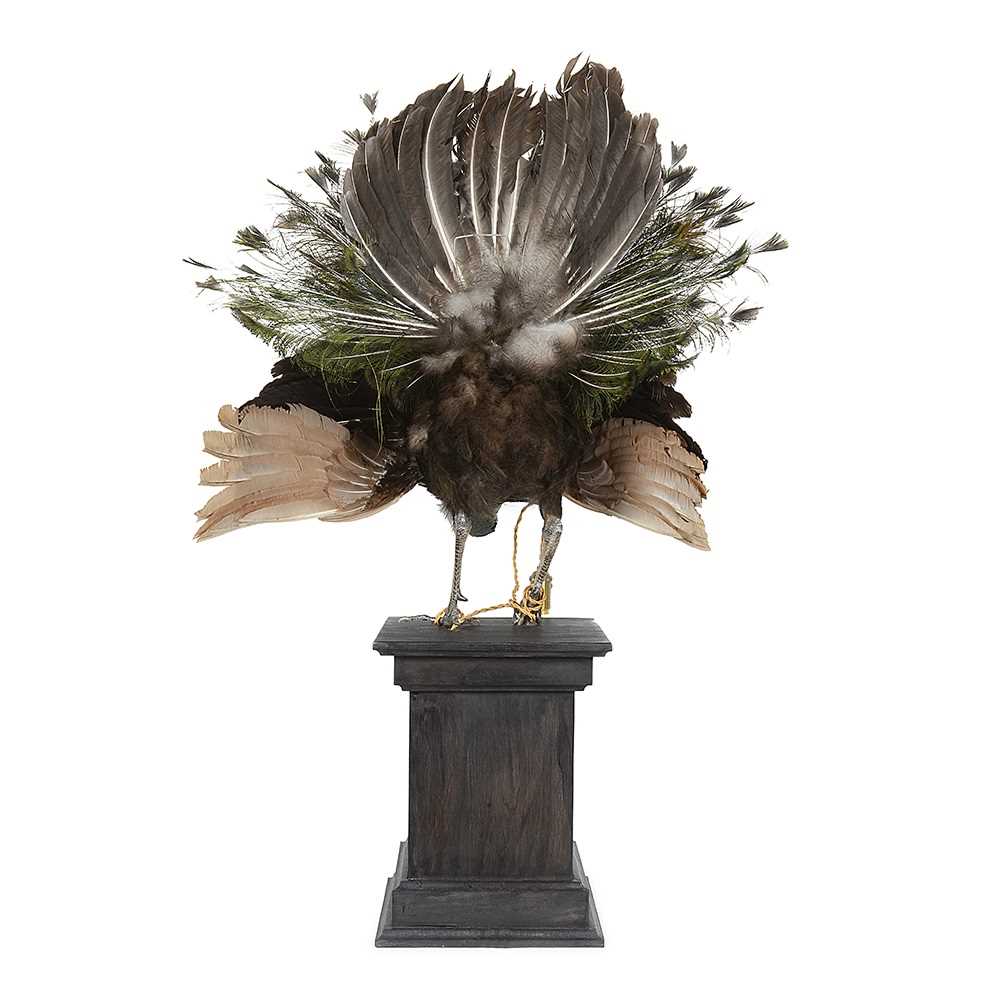 A RARE TAXIDERMY GREEN PEACOCK MOUNTED AS A LAMP - Image 3 of 3