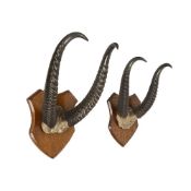 A PAIR OF ALBERT GREEN EARLY 20TH CENTURY ANTELOPE HORNS