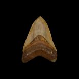 A LARGE 5.9 INCH FOSSILISED MEGALODON SHARK TOOTH