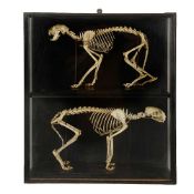 A PAIR OF EX -MUSEUM LATE 19TH CENTURY MALE AND FEMALE DOMESTIC CAT SKELETONS