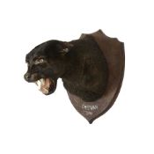 A TAXIDERMY 'BLACK PANTHER' HEAD