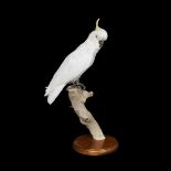 A TAXIDERMY WHITE COCKATOO (CACATUIDAE)