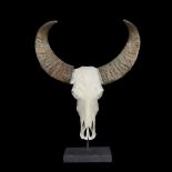 AN ASIAN WATER BUFFALO SKULL ON STAND (BUBALUS BUBALIS)