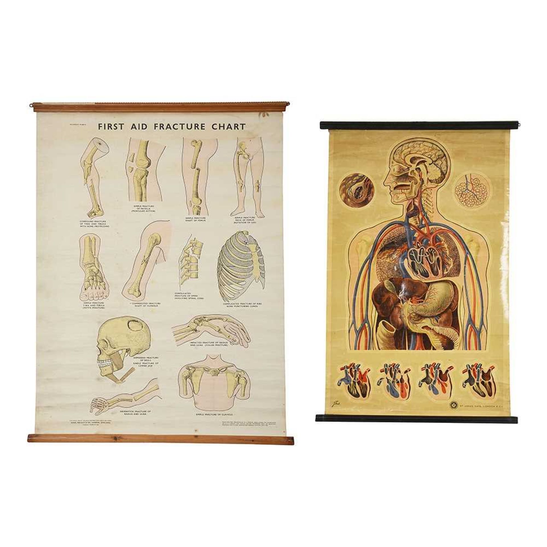 TWO MID 20TH CENTURY ANATOMICAL POSTERS