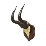 ROLAND WARD: AN EARLY 20TH CENTURY SET OF HARTEBEEST HORNS