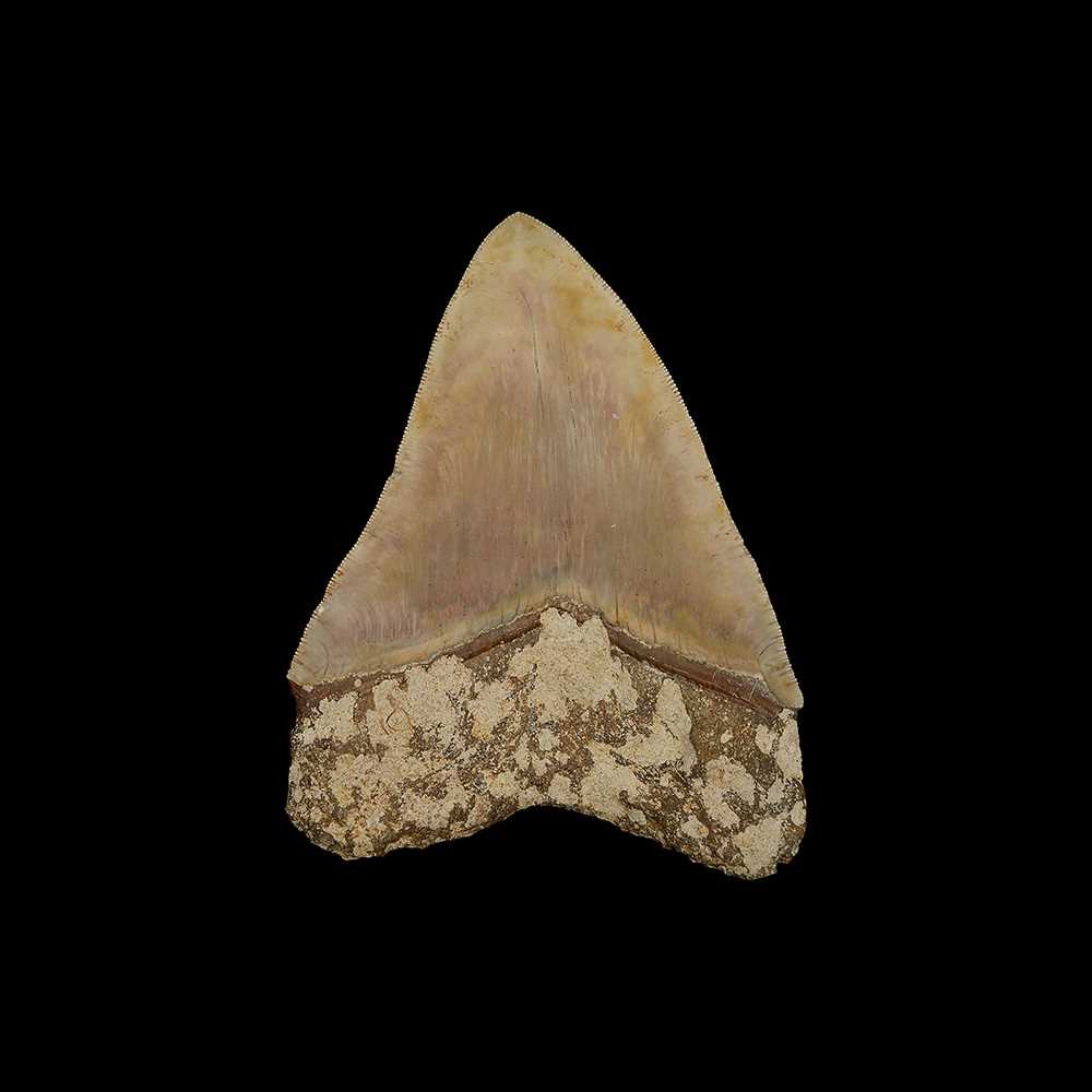 A LARGE SIX INCH FOSSILISED MEGALODON SHARK TOOTH - Image 2 of 2