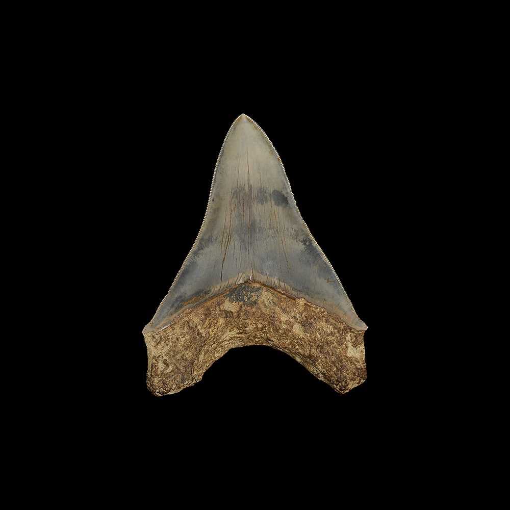 A FOSSILISED MEGALODON SHARK TOOTH - Image 2 of 2