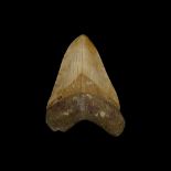 A LARGE 5.78 INCH FOSSILISED MEGALODON SHARK TOOTH