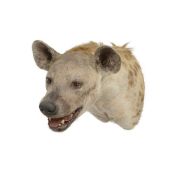 A PRIZE WINNING TAXIDERMY HEAD OF A SPOTTED HYENA (CROCUTA CROCUTA)