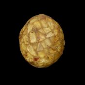 FOSSIL CURIOSITY: 'THE AMBER EGG'