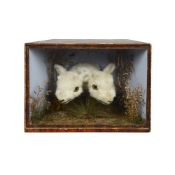 A VICTORIAN TAXIDERMY TWIN HEADED LAMB IN DISPLAY CASE
