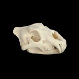 THE SKULL OF A LION (PANTHERA LEO)