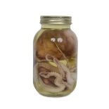 A WET SPECIMEN OCTOPUS