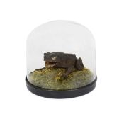 A TAXIDERMY GIANT TOAD UNDER A GLASS DOME