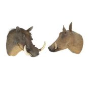 A PAIR OF MALE AND FEMALE TAXIDERMY WARTHOG HEADS (PHACOCHOERUS AFRICANUS)