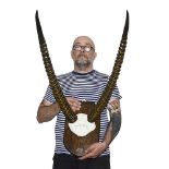 EDWARD GERRARD: A SET OF ANTIQUE WATERBUCK HORNS, 1901