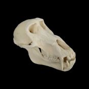 THE SKULL OF A MALE ADULT BABOON (PAPIO)