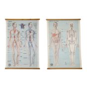 A PAIR OF VINTAGE ANATOMICAL POSTERS 'FRONT VIEW, BODY & SKELETON' & 'CIRCULATION'