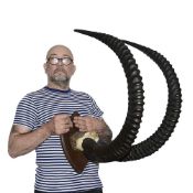 ROLAND WARD: A LARGE SET OF ANTIQUE IBEX HORNS