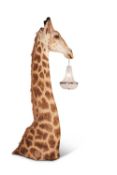 A TAXIDERMY GIRAFFE CHANDELIER BY SIMON 'THE STUFFA' WILSON