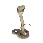 AN EARLY 20TH CENTURY TAXIDERMY INDIAN SPITTING COBRA SNAKE