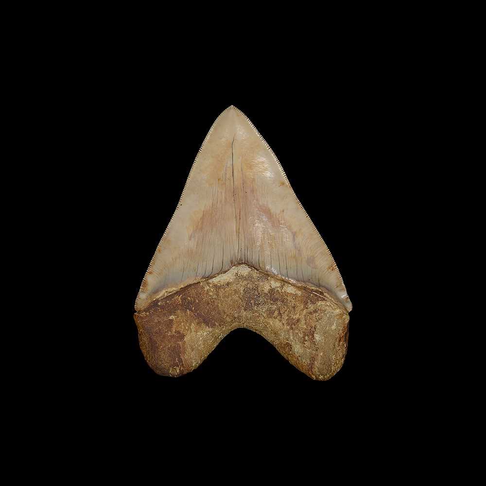 A LARGE FOSSILISED MEGALODON SHARK TOOTH - Image 2 of 2