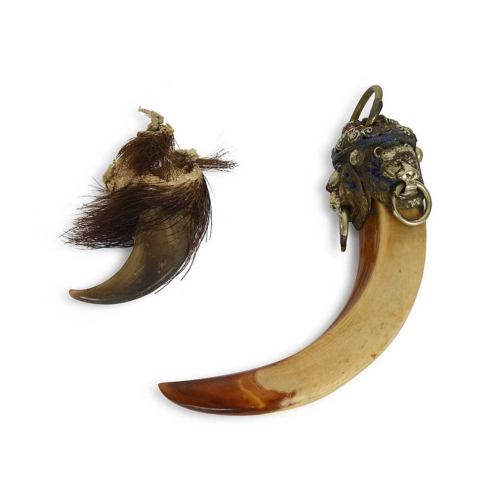 A TIBETAN BOAR TUSK TOGETHER WITH AN AMERICAN BLACK BEAR CLAW