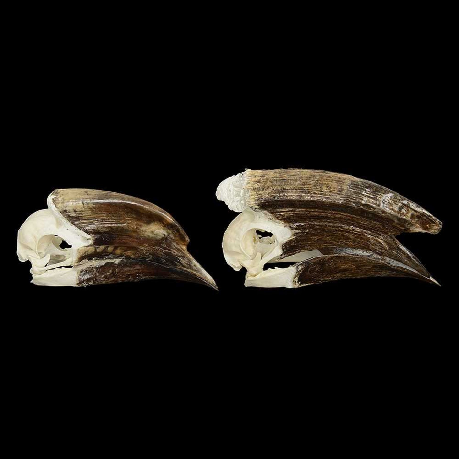 THE SKULLS OF A MALE AND FEMALE TRUMPETER HORNBILL (BYCANISTES BUCINATOR)