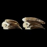 THE SKULLS OF A MALE AND FEMALE TRUMPETER HORNBILL (BYCANISTES BUCINATOR)