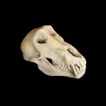 AN EARLY 20TH CENTURY BABOON SKULL (PAPIO URSINUS)