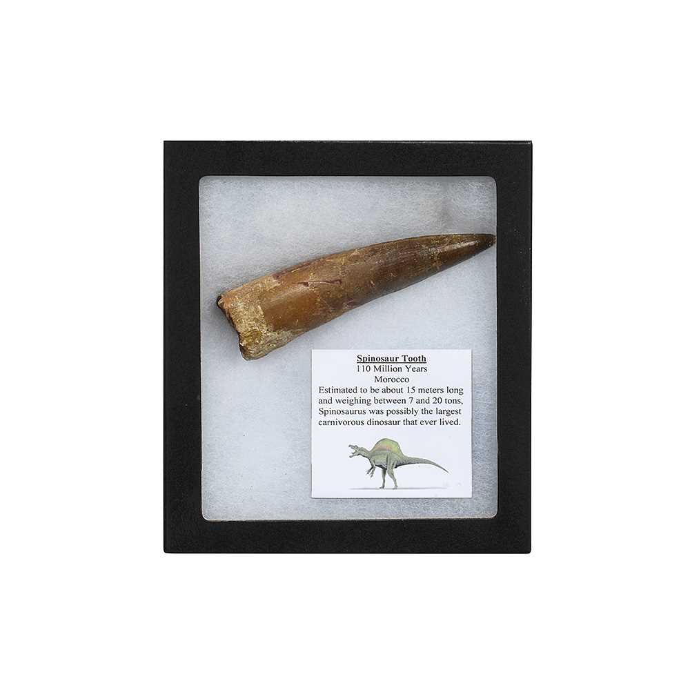 A ‘SPINOSAURUS’ DINOSAUR TOOTH, LATE CRETACEOUS, 100 MILLION YEARS OLD