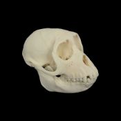 THE SKULL OF A RHESUS MACAQUE MONKEY